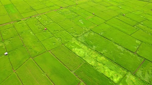 4K, A green rice field waving in the wind, Green rice plants growing. Nature Aerial footage