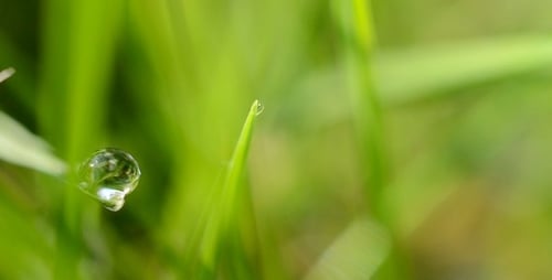 Dew 4