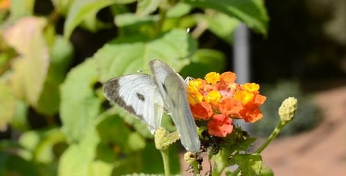 The Butterfly 2