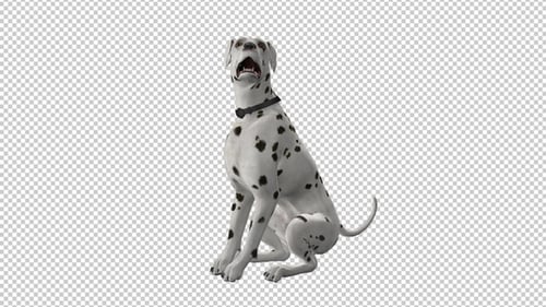 Dog - Dalmatian - Seating and Barking - Loop