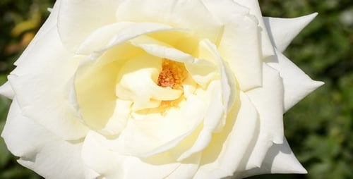 Rose 1