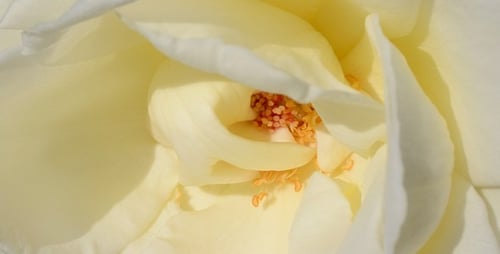 Rose 2