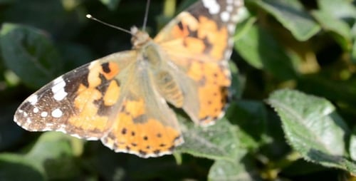 Mariposa