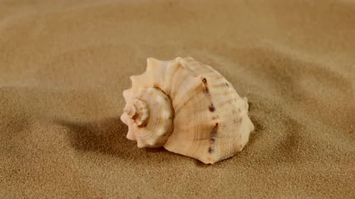 Seite der üblichen Meeresmuschel auf Sand, Rotation, Nahaufnahme