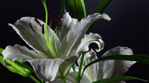 Lily