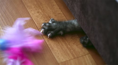 Playful Kitten