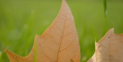 Autumn
