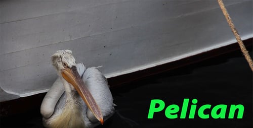 Pelican
