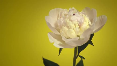 Close Up Time-lapse of Pale Pink Blooming Peony Flowers on Yellow Background