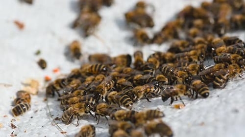 Bees Crawl on Honeycombs. Bees Work in the Hive. Apiary Closeup. Honey Production