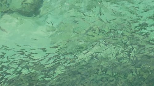 School of Fish Swimming in Turquoise Water