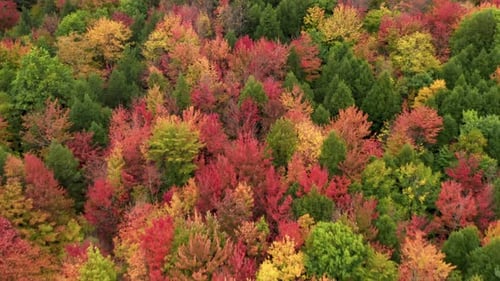 Bird's Eye View Over Colorful Foliage on the Tops of the Trees Within Dense Wood