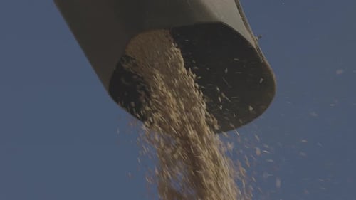 Loading of Grain By a Screw Loader