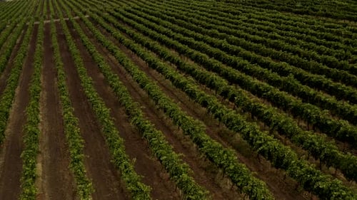 Aerial View Over Vineyard Fields