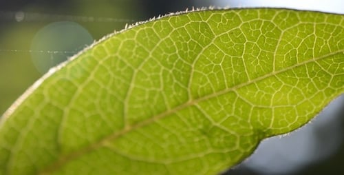 Blatt in einem Web 2