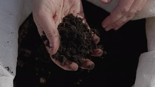 Examining Rich Soil in Hands