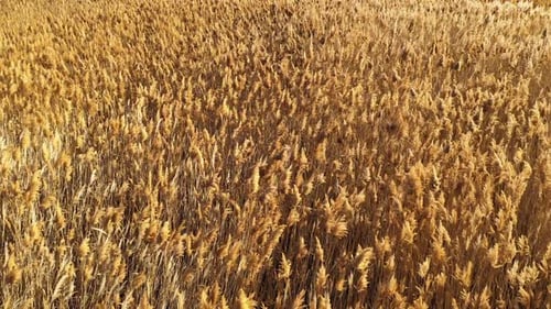 Flying over golden grassy field in the breeze
