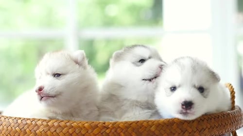 Cute Husky Puppies in a Woven Basket