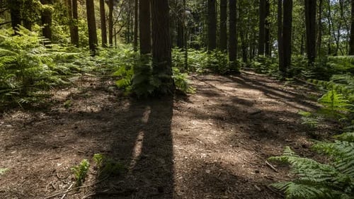 Zeitraffer von Schatten, die sich durch einen Wald bewegen