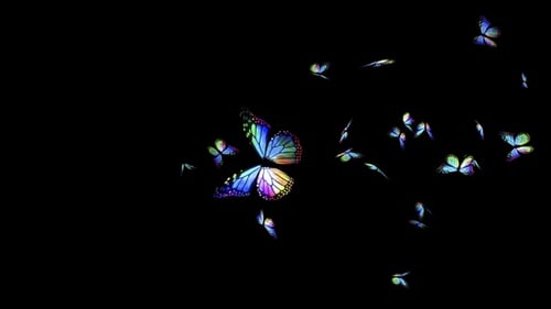 Colorful Iridescent Butterflies Flying with Transparency