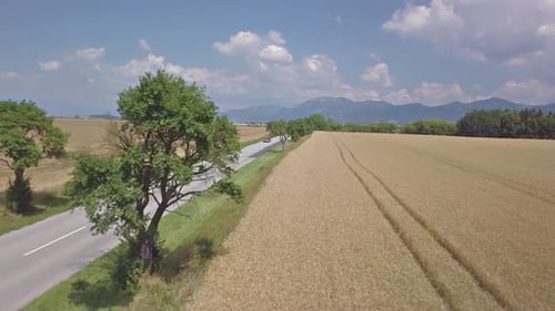 Aerial View of Road Traffic in Wheat Field in Summer Country