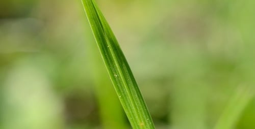 Grass
