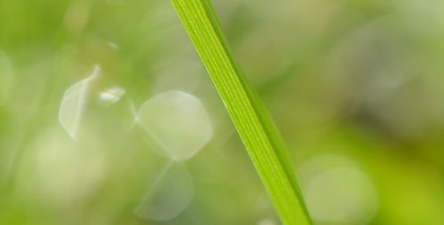 Grass