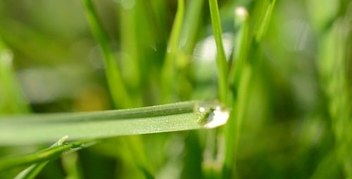 Grass 2