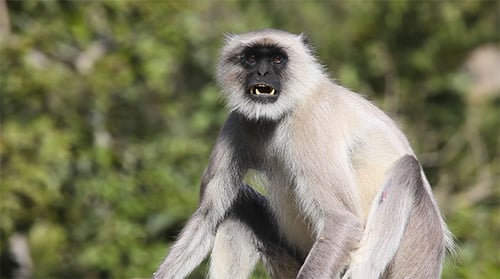 Monkey Sitting on a Rock in Daytime
