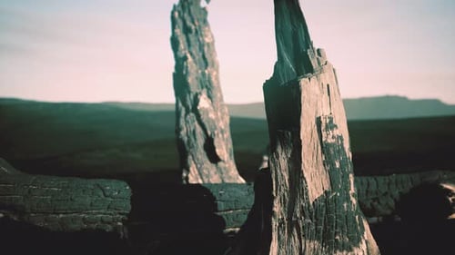 Logs and Trunks After the Forest Fire