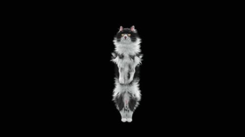 Katze HD
