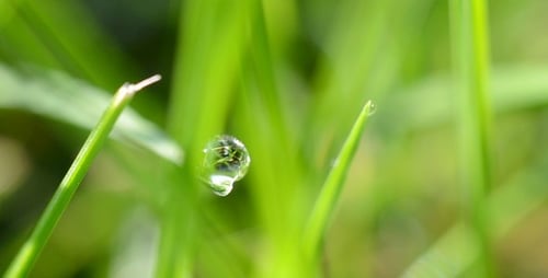 Dew On Grass