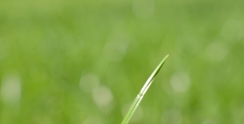 Dew On Grass 3
