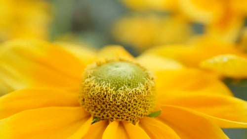 Rudbeckia hirta Irish Spring flower shallow DOF natural environment background 4K 3840X2160 30fps