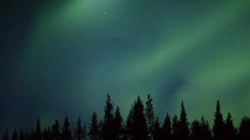 mysterious dancing aurora over a northern forest