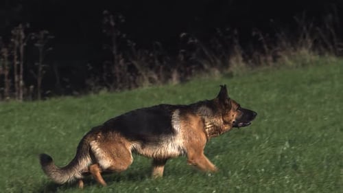700411 Domestic Dog, German Shepherd Dog, Adult running on Grass, Slow motion