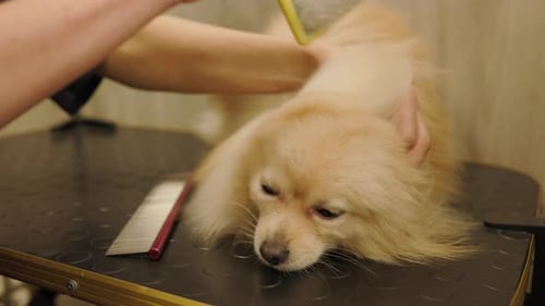 Dog Grooming, Brushing Long Hair in Salon