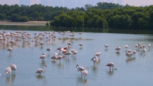Flock of Greater Flamingos in the Lake in Ras Al Khor Wildlife Sanctuary Dubai