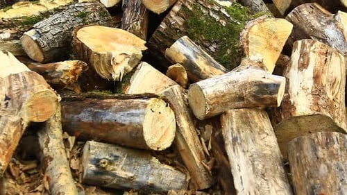 Firewood for Winter