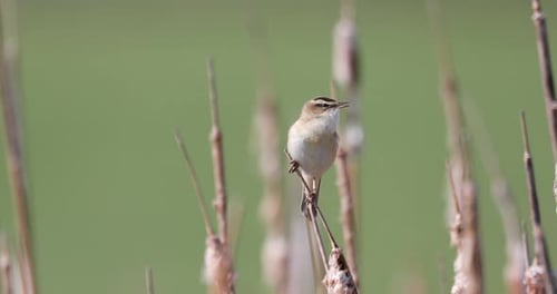 Small Bird Singing on Reed in Natural Habitat