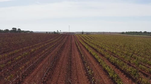 Vídeo de drones de plantaciones de viñedos