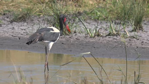 Saddle-billed stork in Maasai Mara National Reserve