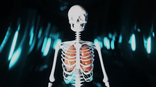 3D Human Skeleton with Lungs and Heart Breathing Animation