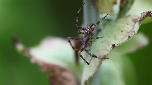 Araignée
