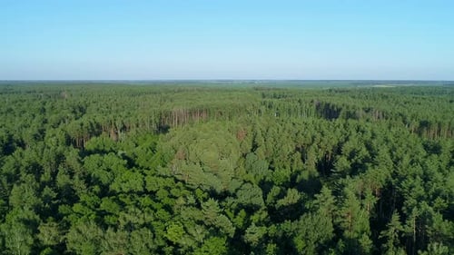 Aerial View Summer Forest in Sunny Day Drone Flying Over Green Trees