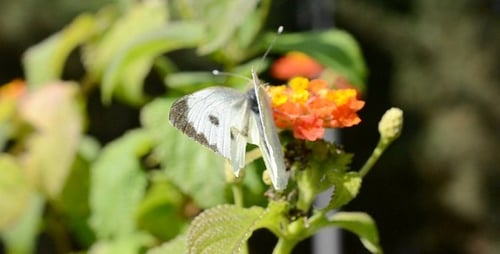 Der Schmetterling 2