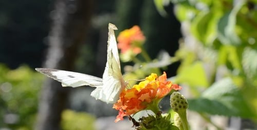 Der Schmetterling 4