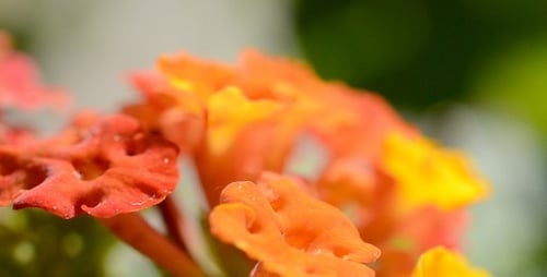 Flower Macro 2