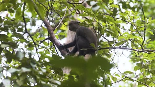 Zanzibar Blue monkey sitting on tree in jungle, holding branch.