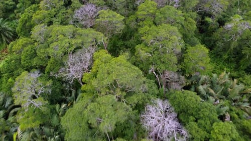 Top down view green forest
